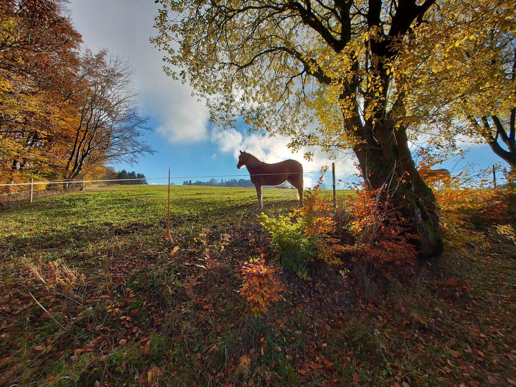 شقة Panoramablick Willingen Schwalefeld المظهر الخارجي الصورة